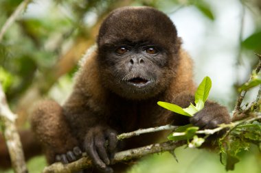 Korongo maymunu yemek yiyor. Ekvador ormanına bakıyor.
