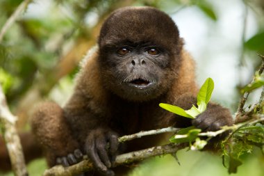 Chorongo Monkey Eating Looking Straight Into The Camera Ecuadorian Jungle clipart