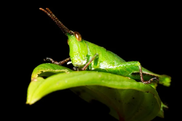 Small Grasshopper Siting Leaf — Stock Photo, Image