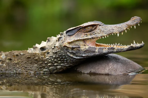 Caiman Crocodilus — Stock Photo, Image