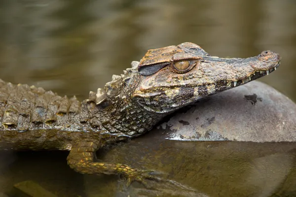 Caiman sommerso — Foto Stock