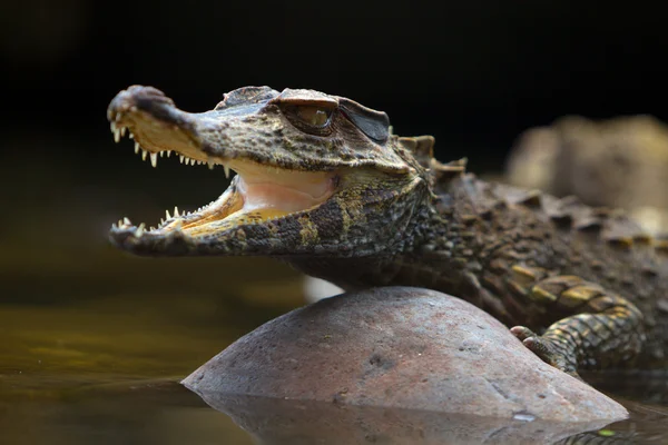 Crocodylus Acutus — Stock Photo, Image