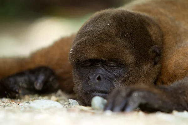 Низкий Угол Обзора Спящей Обезьяны Эквадорских Джунглях — стоковое фото