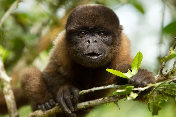 Chorongo Monkey Eating Looking Straight Camera Ecuadorian Jungle — стоковое фото