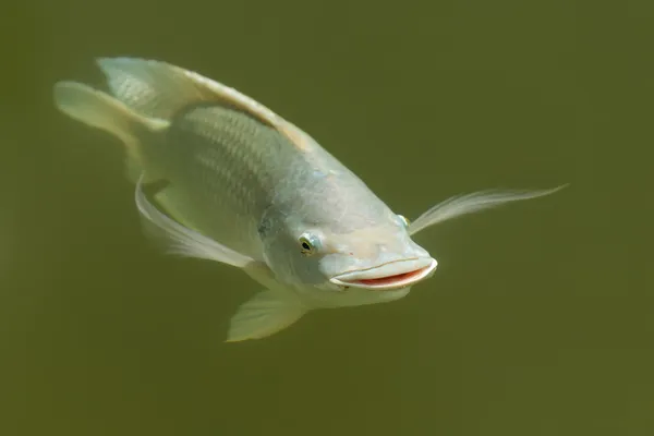Tilapia-Fische — Stockfoto