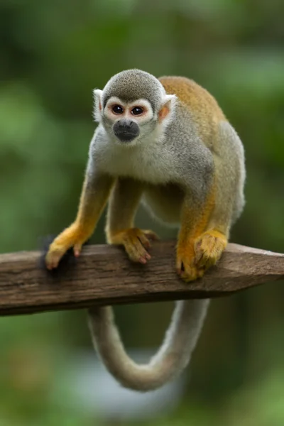 Adult Saimiri Monkey Green Blurred Background — Stock Photo, Image