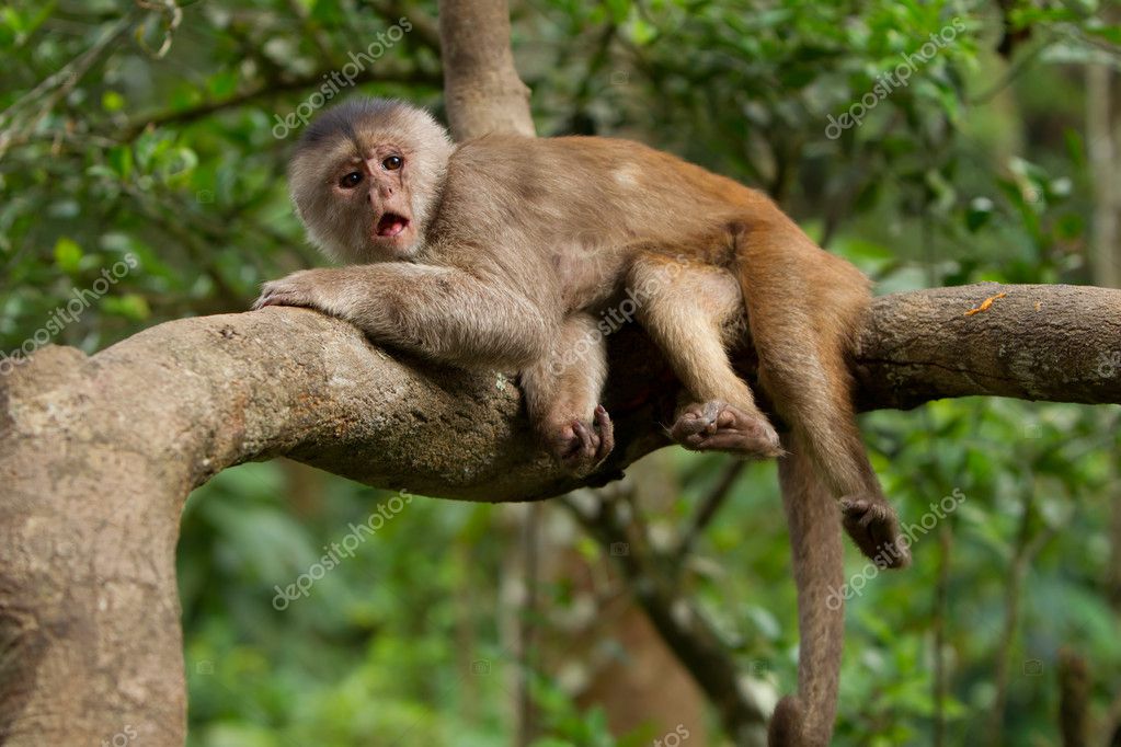 Capuchin monkey Stock Photo by ©VolodymyrBur 15209795