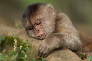 Kapuçin maymun yavrusu bir dalın üzerinde yatıyor. Ekvador yağmur ormanlarında vahşi doğaya doğru ateş ediyor.