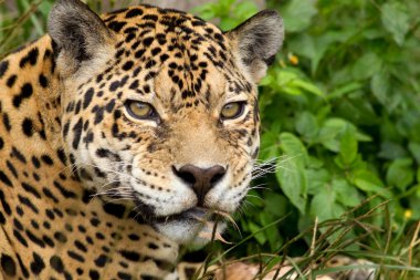 Jaguar kafa vurdu