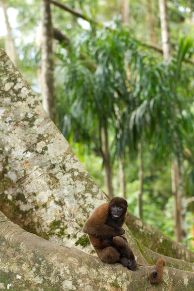 stock image Jungle Scene