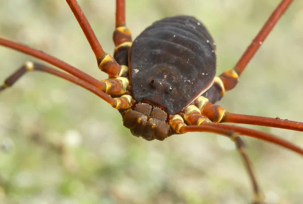 Opiliones Formerly Phalangida Order Arachnids Commonly Known Harvestmen — стоковое фото
