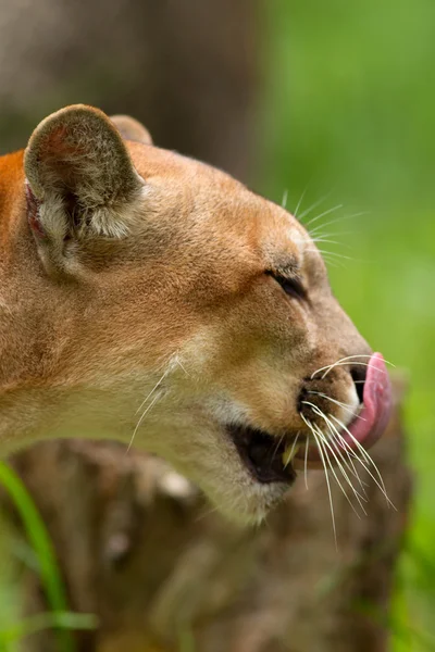 Puma Yakın Menzil Kafa Vurdu — Stok fotoğraf
