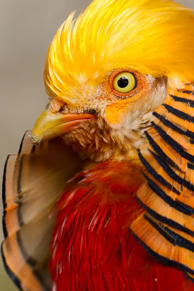 Воротничковые фазаны Pictus Вертикальный — стоковое фото