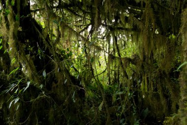 Ekvador Ormanında Yoğun Bitkiler
