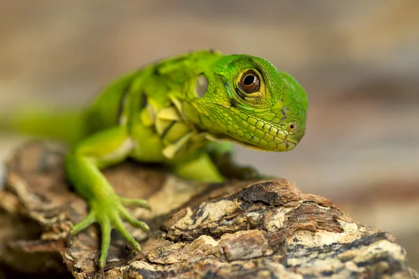Gros Plan Jeune Iguane Dans Environnement Naturel — Photo