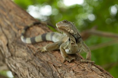 Large Female Iguana In Natural Habitat clipart