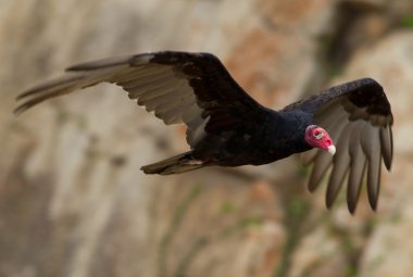 Turkey vulture clipart