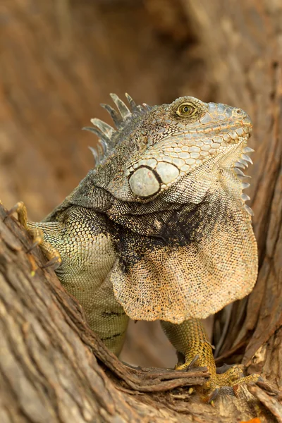 stock image Male Iguana