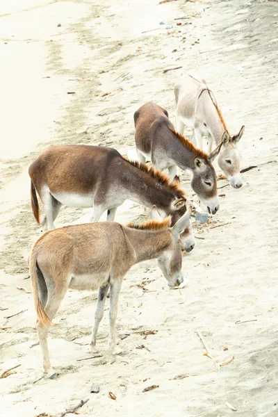 Grupo de burros — Fotografia de Stock