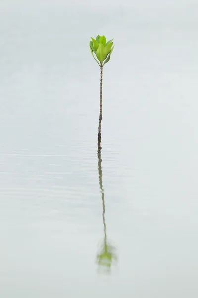 Мангровое дерево, растущее из океана — стоковое фото