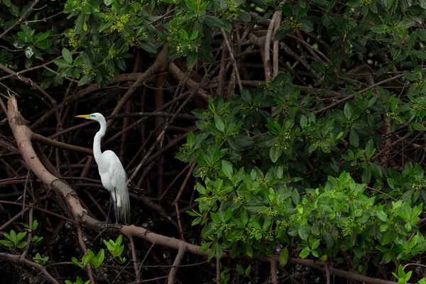 Μεγάλο Λευκό Egret Στο Φυσικό Περιβάλλον — Φωτογραφία Αρχείου