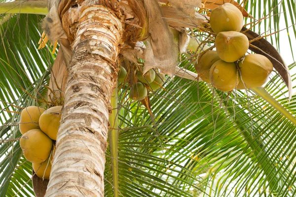 Árbol de coco con frutas — Foto de Stock