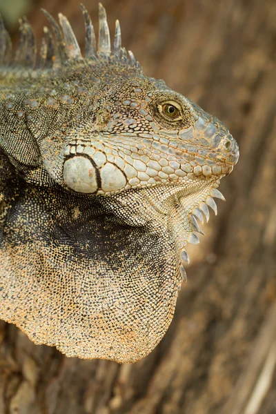 Iguana head shot — Stockfoto