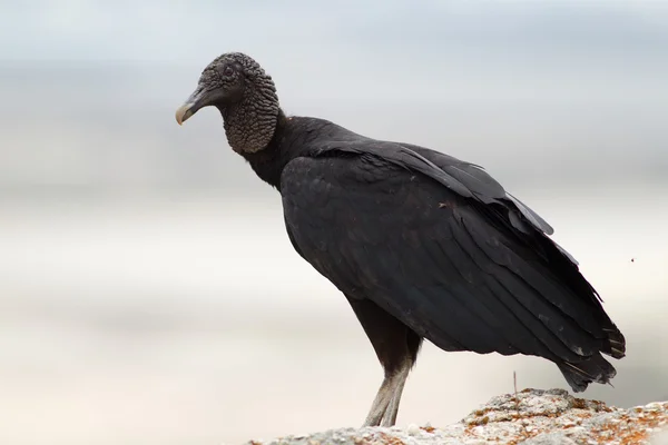 Female Turkey Vulture — стокове фото