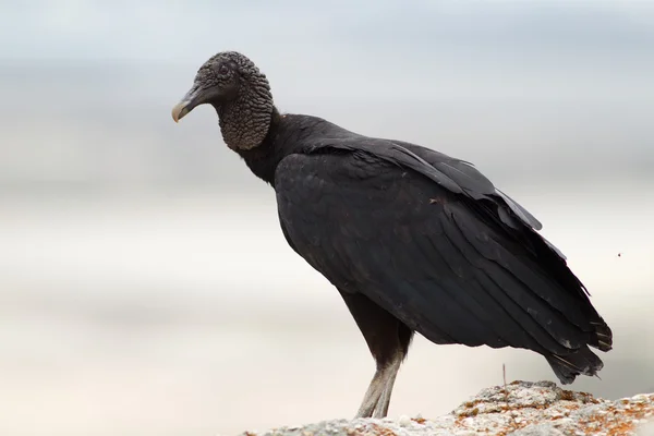 ᐈ Pictures Turkey Vulture Stock Photos, Royalty Free Turkey Vulture 