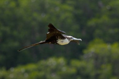 Frigate Bird Gliding