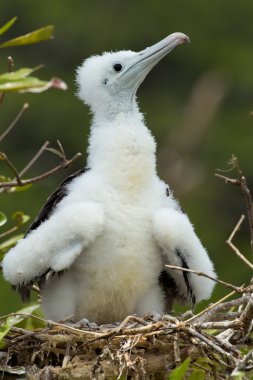 Frigate Bird Pup