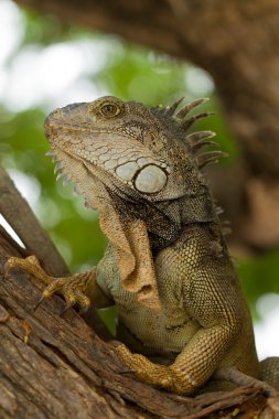 vahşi iguana