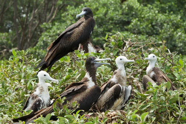 Fragata Aves Família — Fotografia de Stock