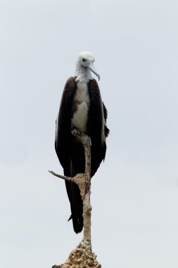 Fregate bird female