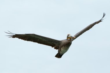 Pelecanus Occidentalis Kuş