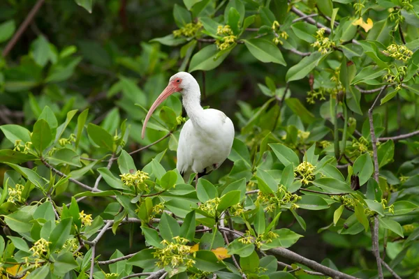 Αμερικάνικα λευκά ibis — Φωτογραφία Αρχείου