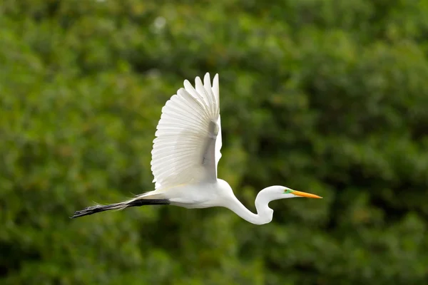 Grande Egret bianco che vola — Foto Stock