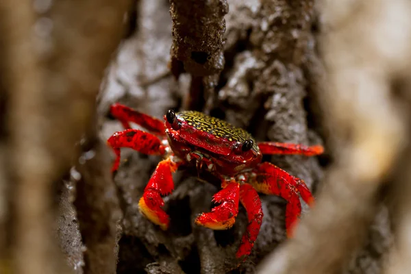 Mangrove Root Crab — Stockfoto