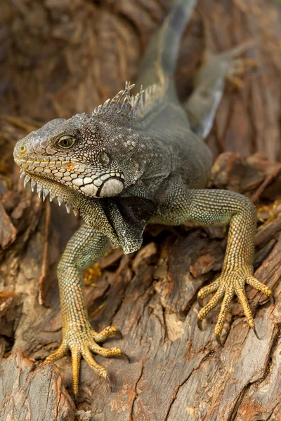 Profil de Iguana — Photo