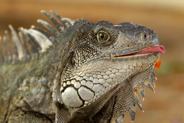 stock image Funny Iguana