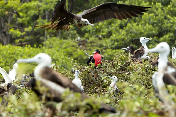 Frigates Birds — 스톡 사진