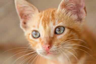 Curious Cat Face Close Up