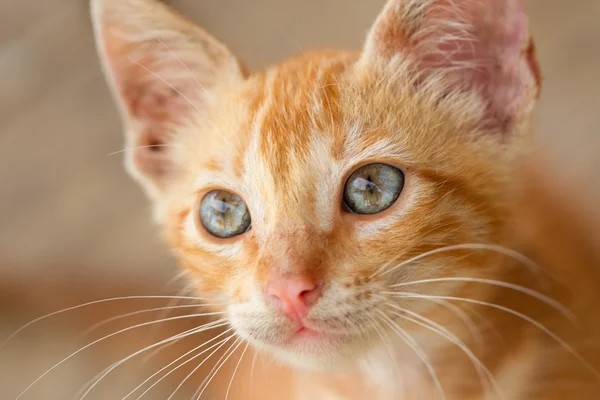 stock image Curious Cat Face Close Up