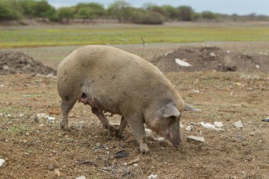 Adult Free Range Sow Digging In The Dirt