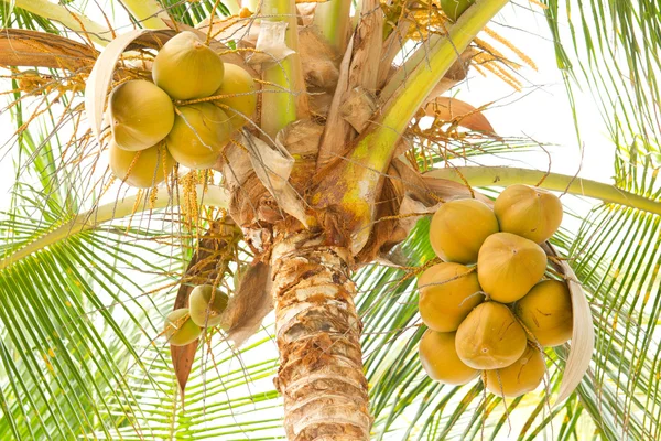 Árbol de nuez de coco con frutas arrancadas — Foto de Stock