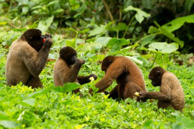 Chorongo Monkey Family clipart