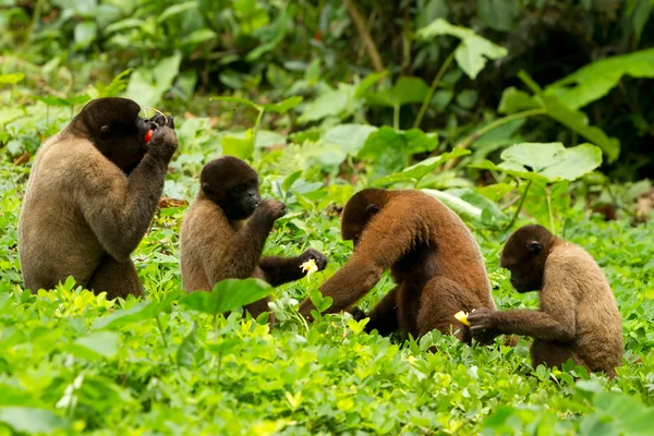Famille des singes de Chorongo — Photo