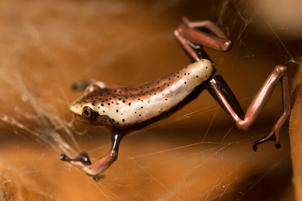 Лягушка из Амазонии
