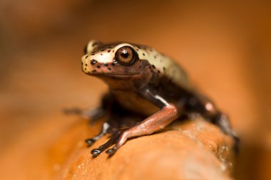 Kurbağa yakın çekim