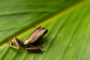 Frog On A Leaf clipart